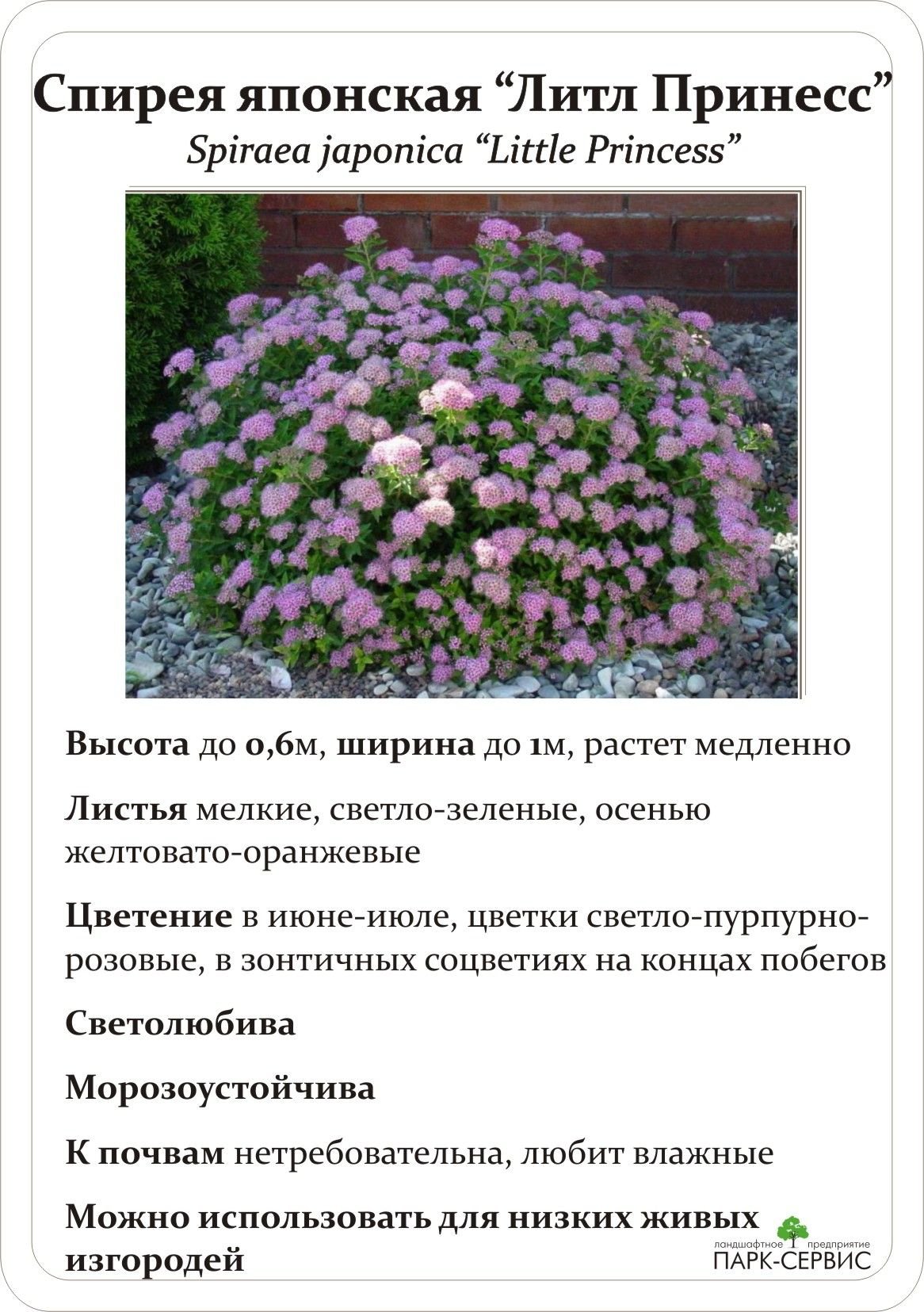Спирея японская высота куста