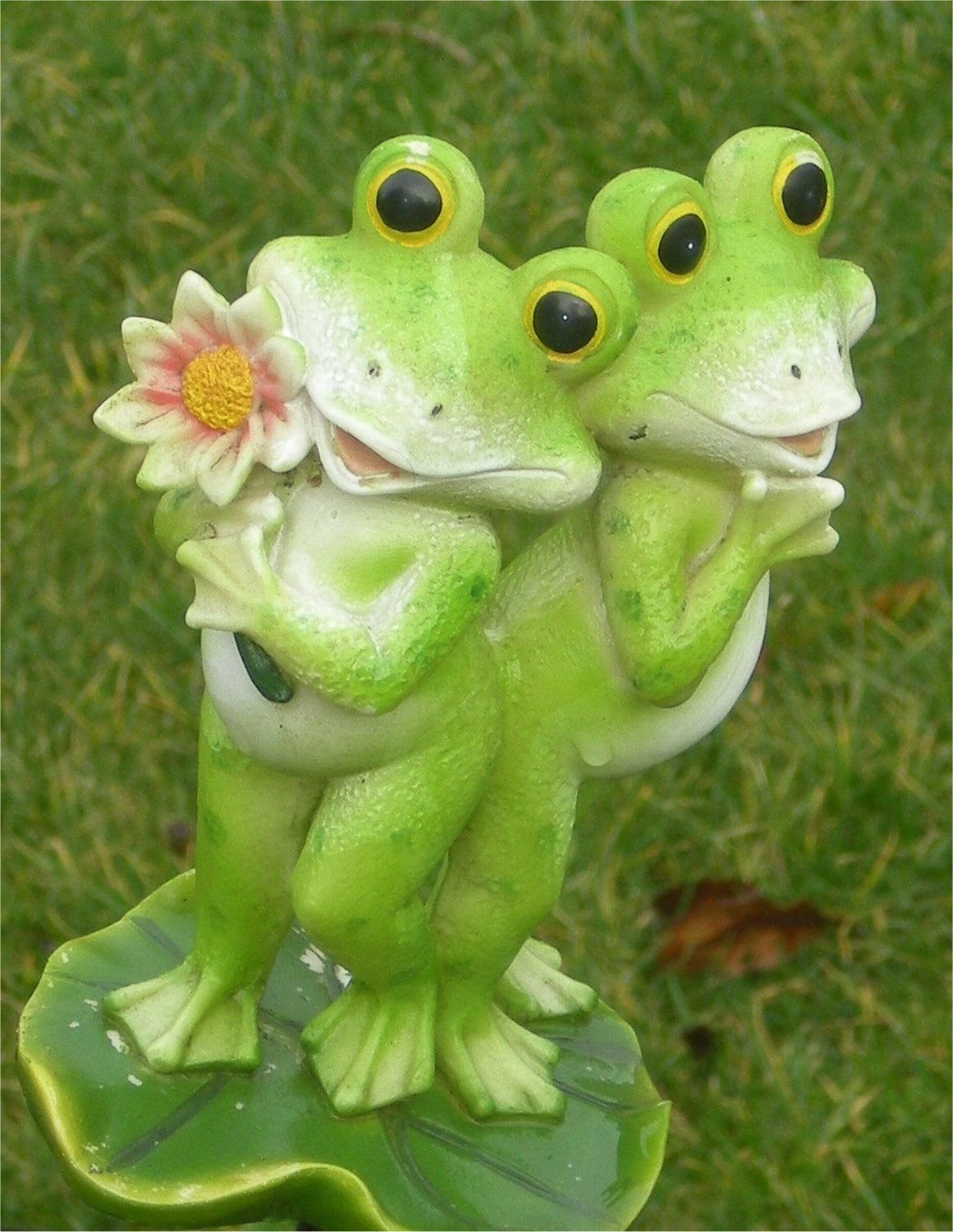 Bullfrog лягушка