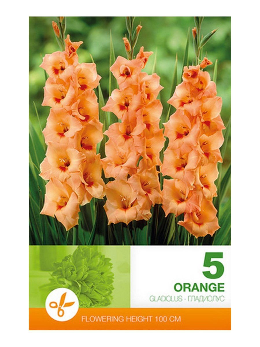Гладиолус Orange (Peter Pears)