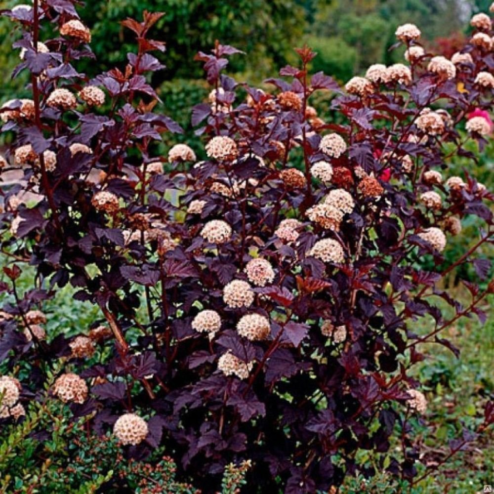 Пузыреплодник калинолистный (Physocarpus opulifolius)
