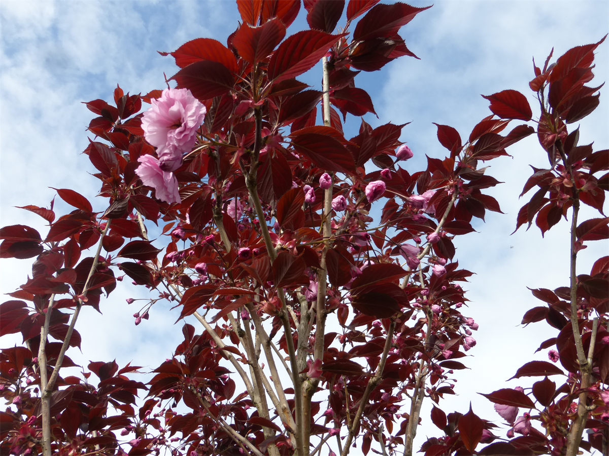 Photo - Purple Leaf Plum Tree (Prunus cerasifira) Purple leaf plum tree, Plum tr