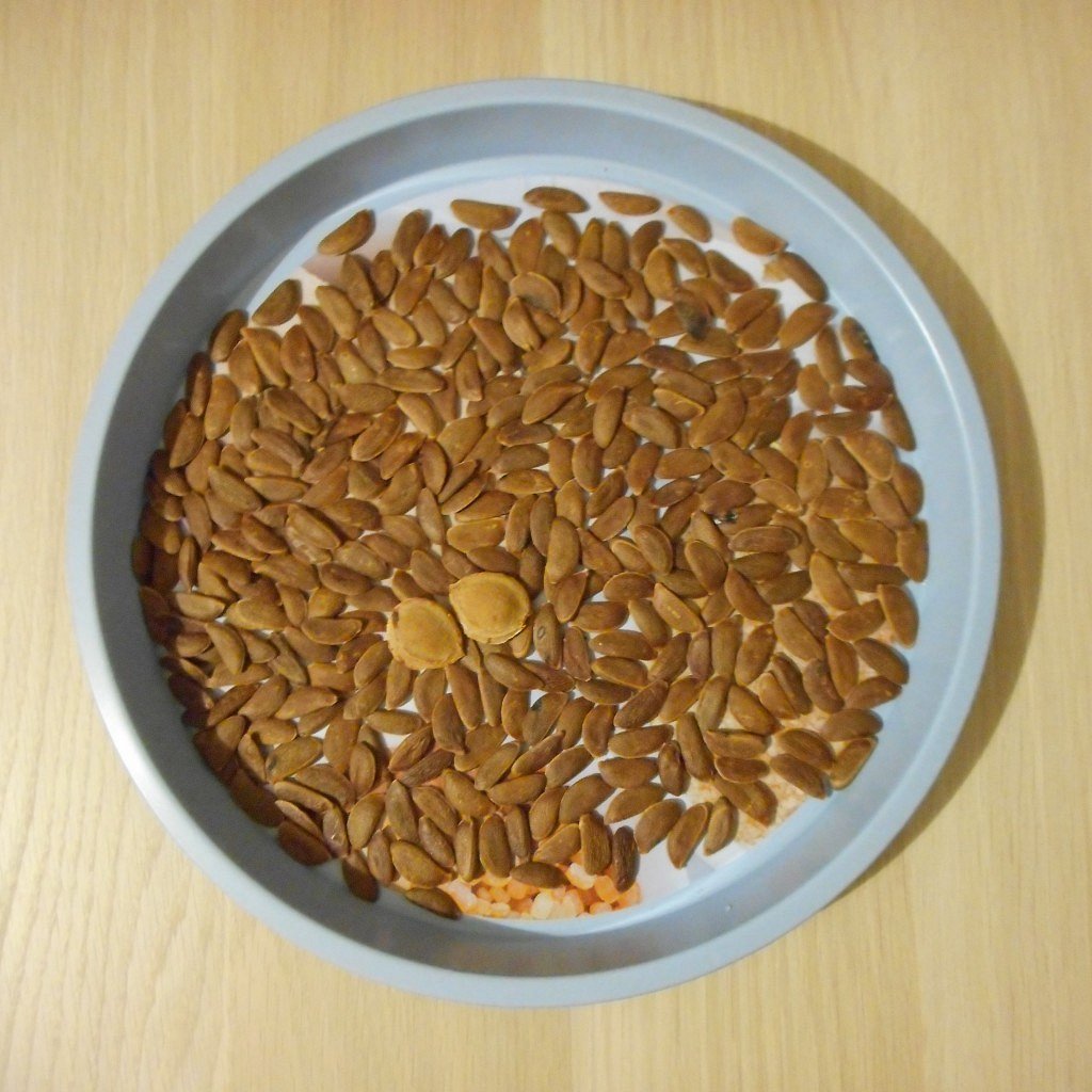 Декор из финиковой косточки