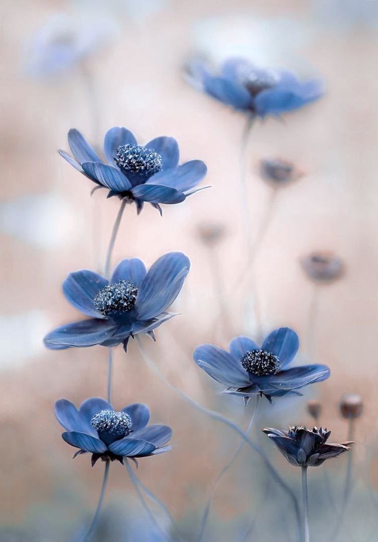Маленькие цветы голубого цвета