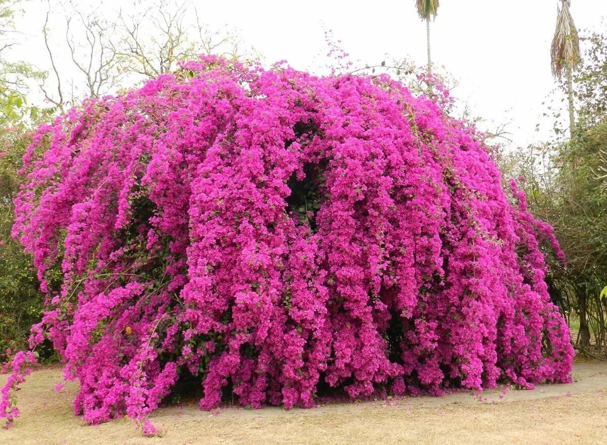 Bougainvillea spectabilis