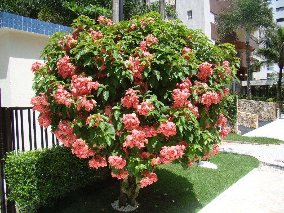 Кустарник муссенда