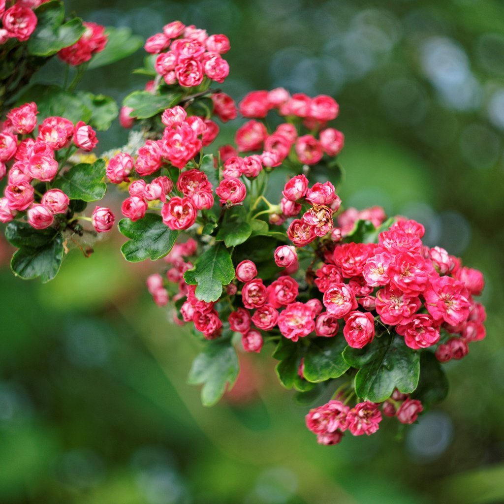 Вейгела Pink Princess