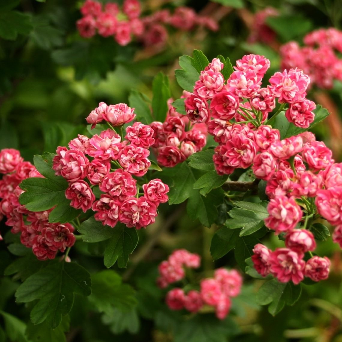 Боярышник rosea Flore pleno
