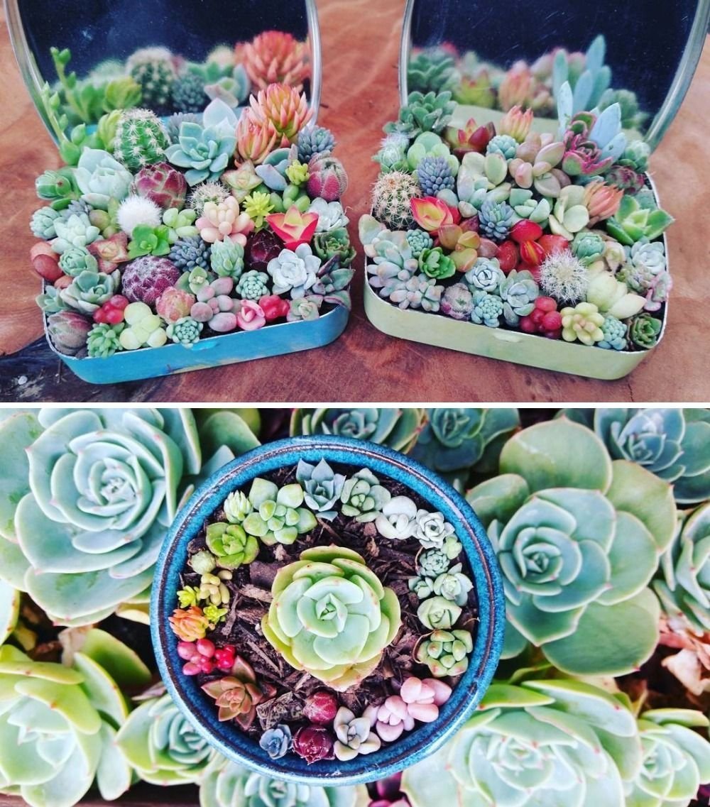 Миниатюрные Суккуленты