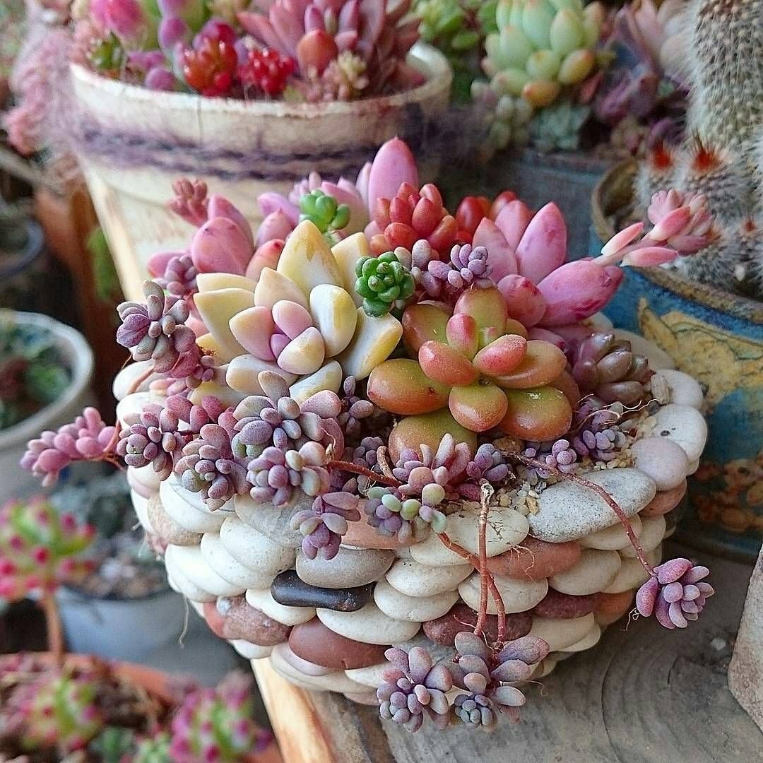 Красивые Суккуленты