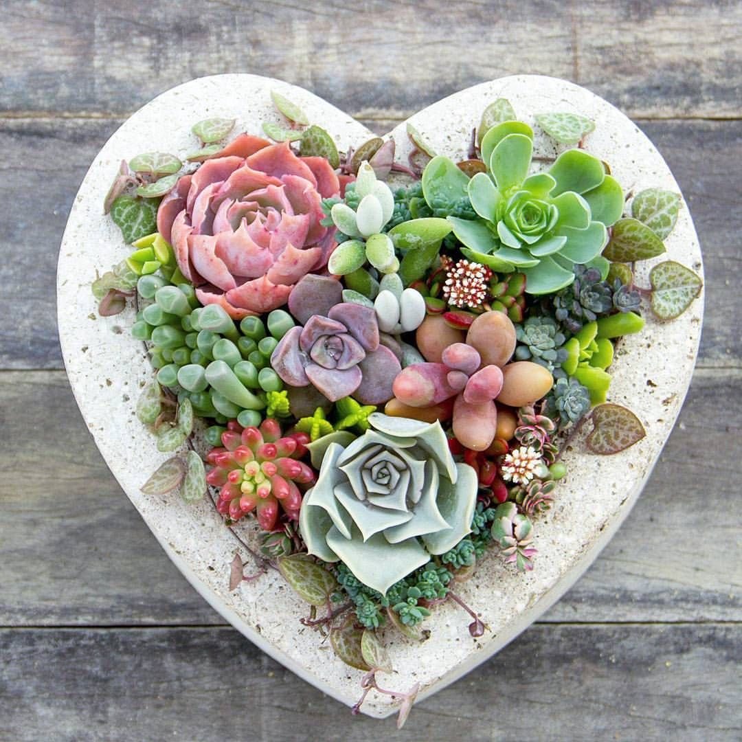 Сердце из суккулентов