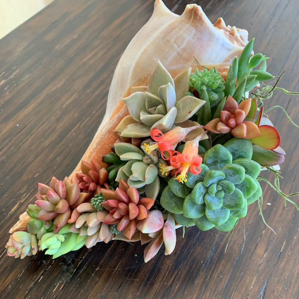 Суккуленты в ракушке