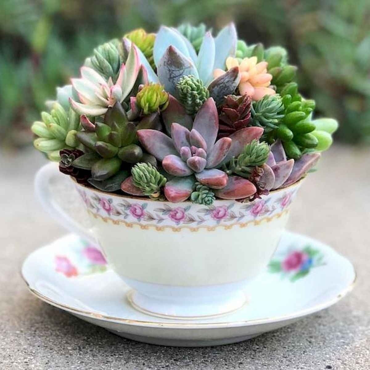 Мини Суккуленты