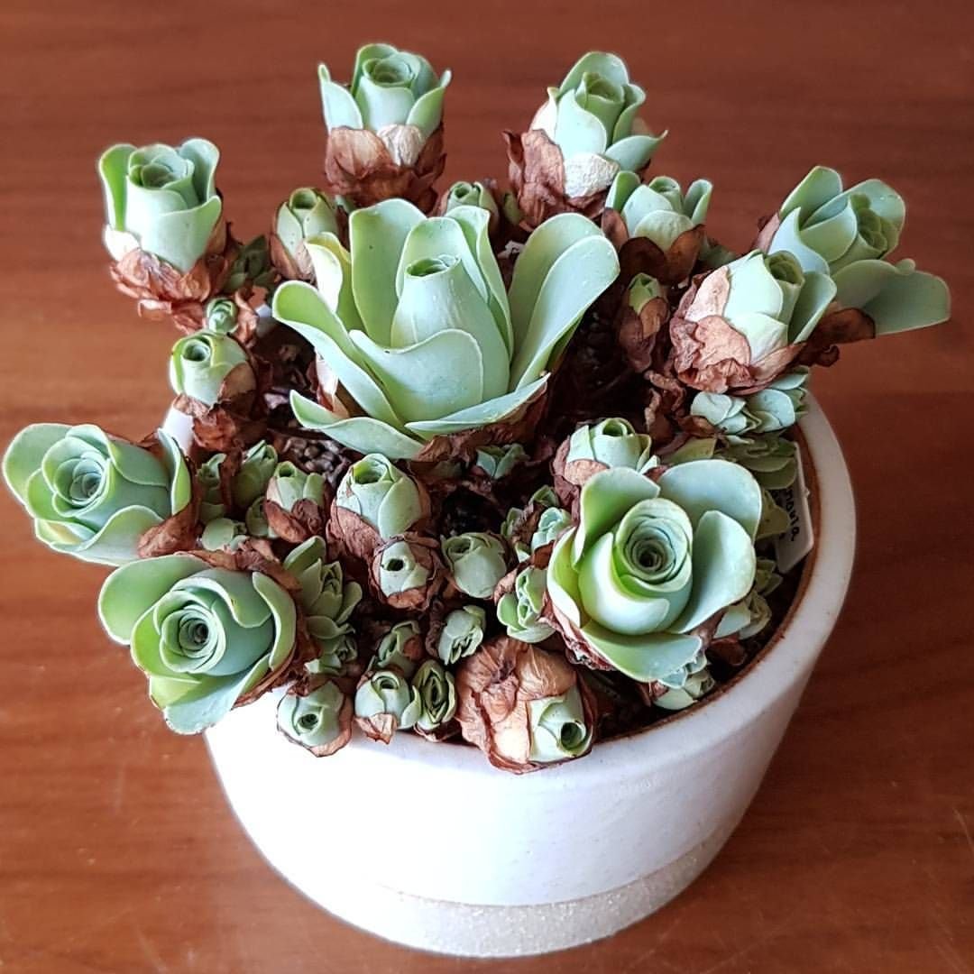 Гриновия (Greenovia)