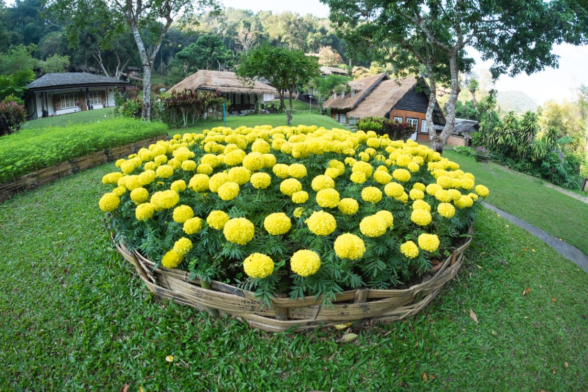 Желтые дачные цветы