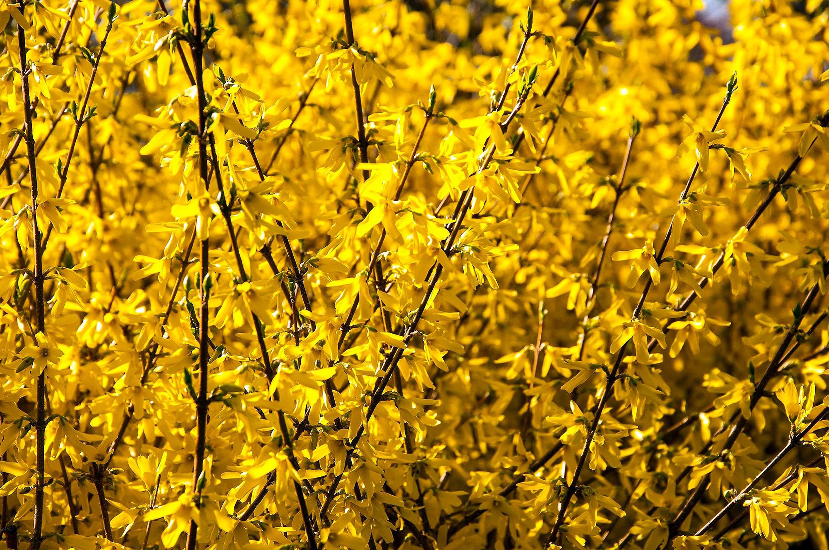 Куст желтыми цветами без листьев. Буш кустарник желтый. Форзиция. Куст с желтыми цветами весной. Весенние кустовые цветы желтые.
