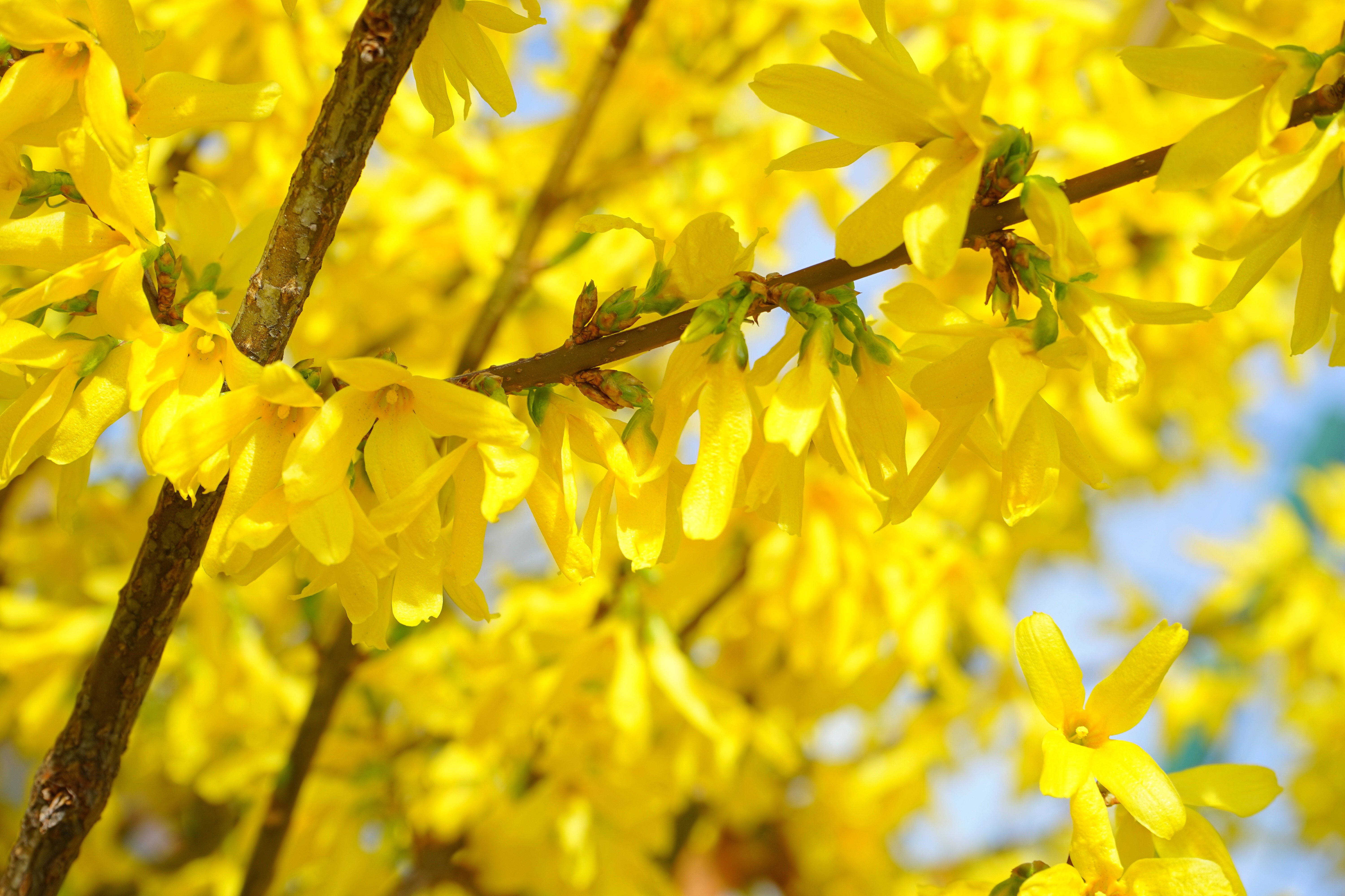 Желтые кусты весной как называются. Форзиция (форсайтия). Форзиция Медоуларк. Форзиция пониклая "Forsythia suspensa".