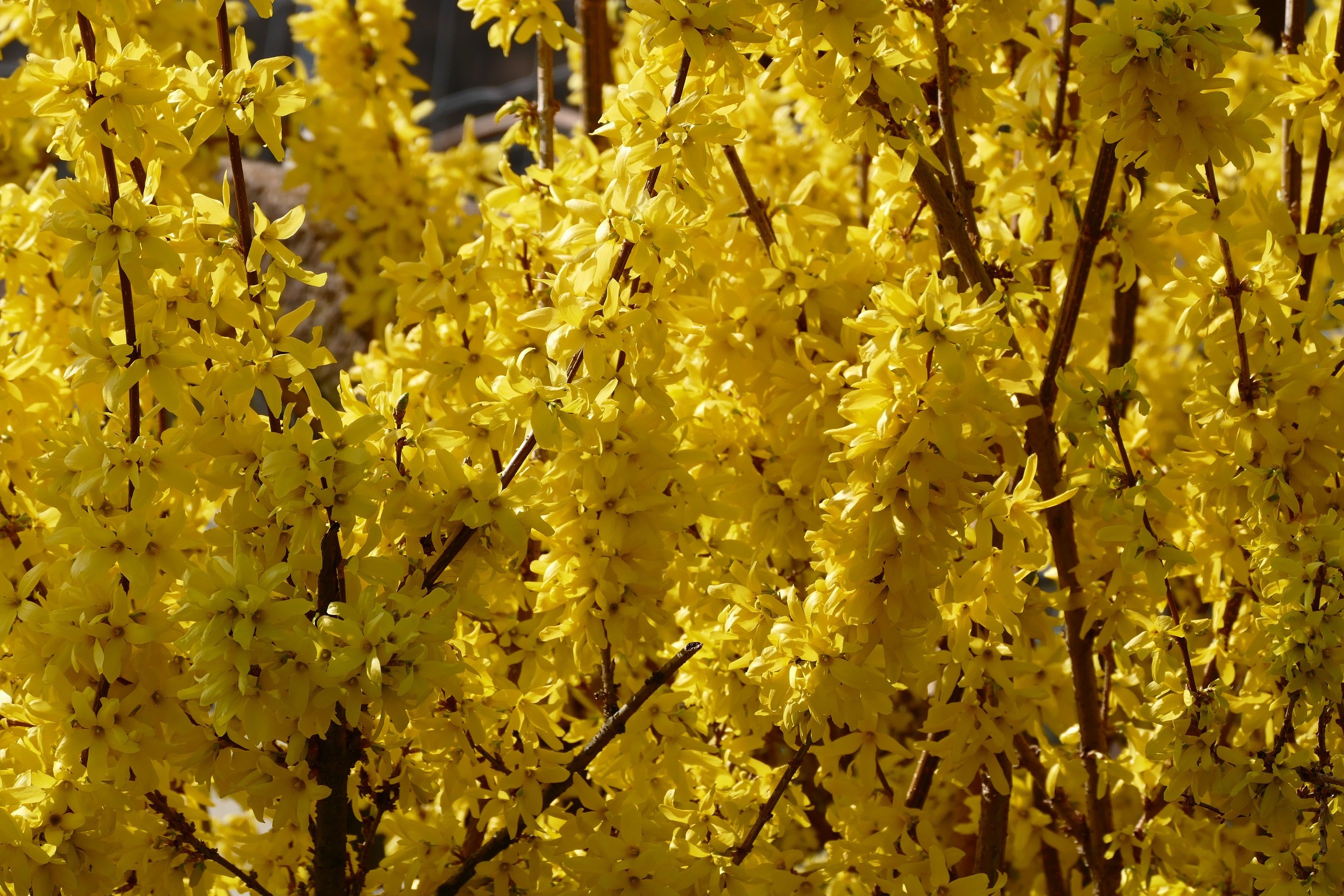 Куст желтыми цветами без листьев. Форзиция Беатрикс Фарранд. Форзиция дерево. Табебуйя золотистая.