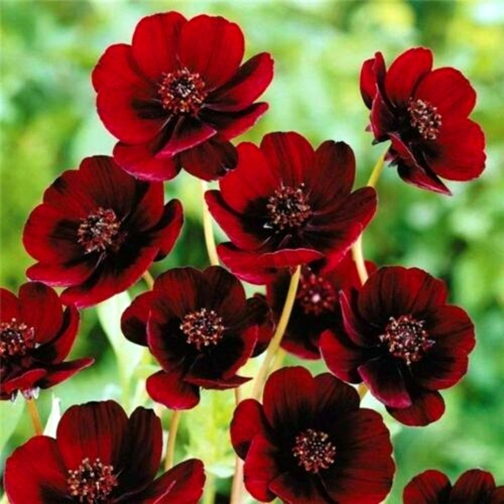 Cosmos atrosanguineus