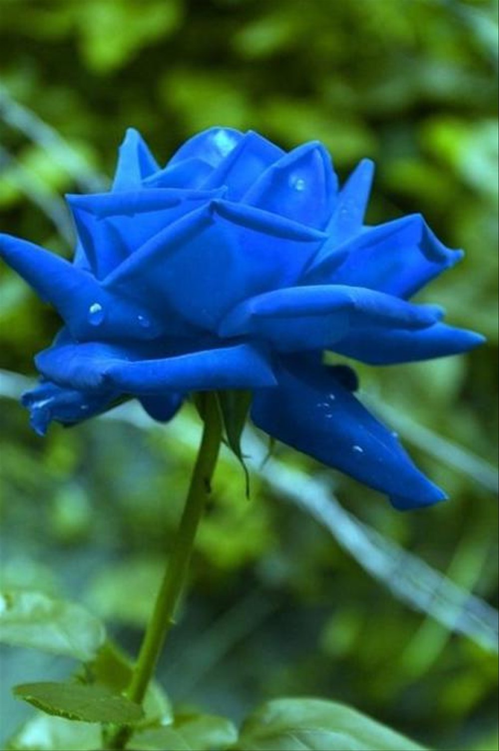 Что означает синие цветы. Голубые розы Сантори.