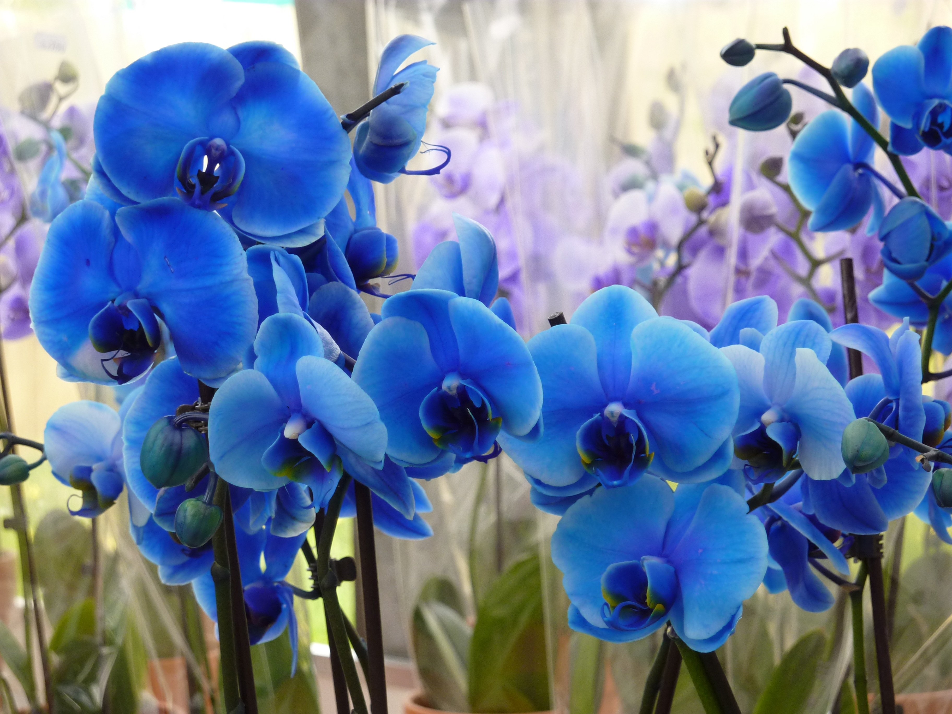 Как ухаживать за голубой. Орхидея фаленопсис голубая. Архидея фаленопсис синяя. Орхидея фаленопсис Блу. Орхидея фаленопсис Роял Блю.