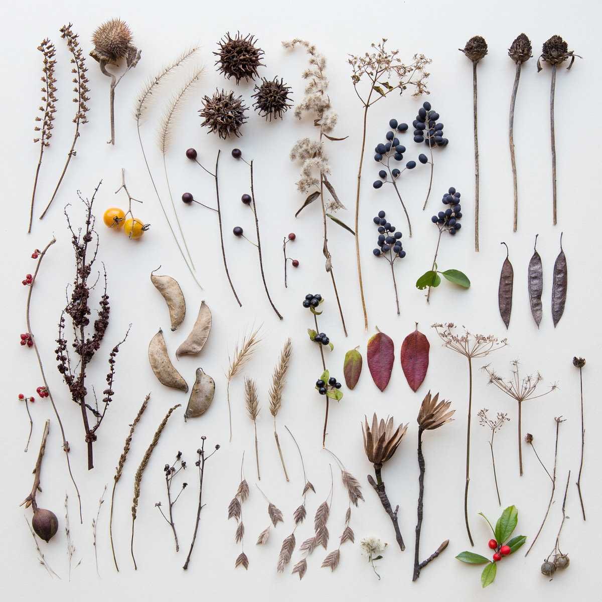 Emily Blincoe