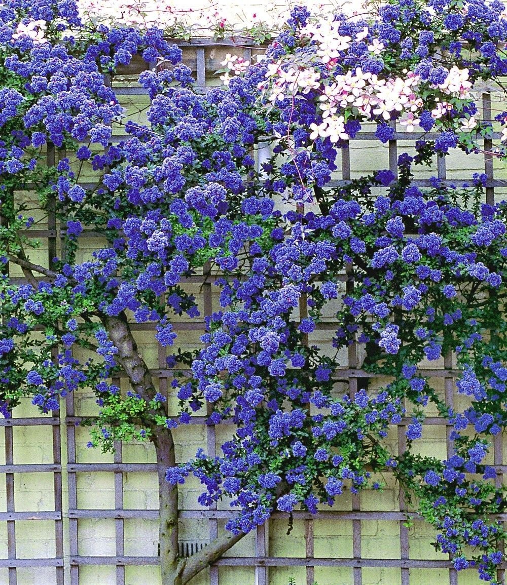 Цеанотус Trewithen Blue