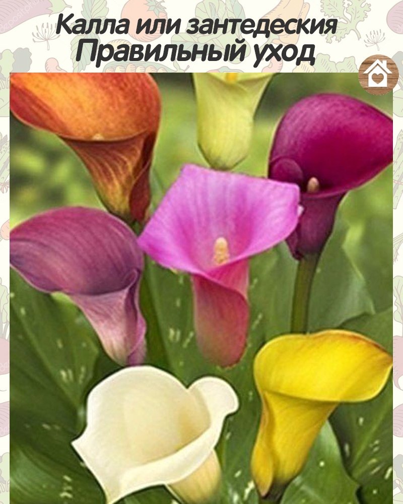 Каллы цветы
