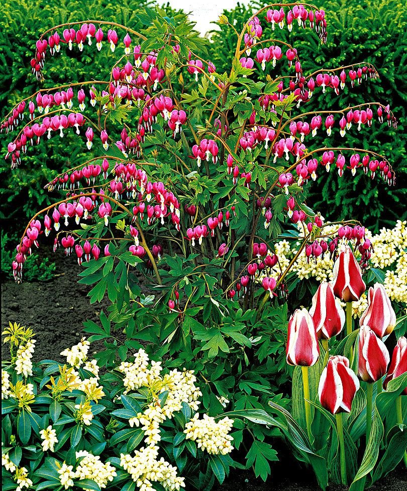 Дицентра spectabilis Pink