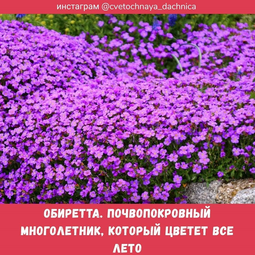 Обриета Лилак