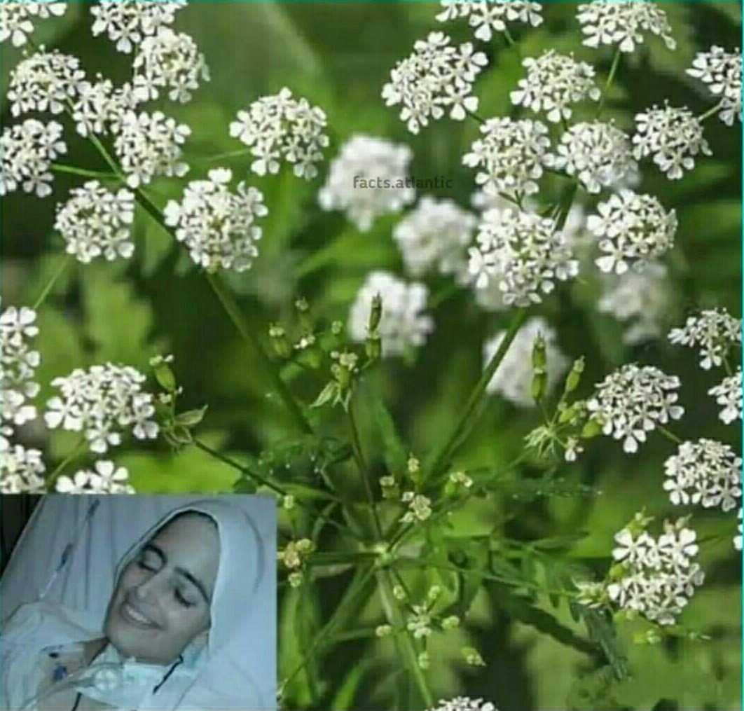 Oenanthe crocata улыбка