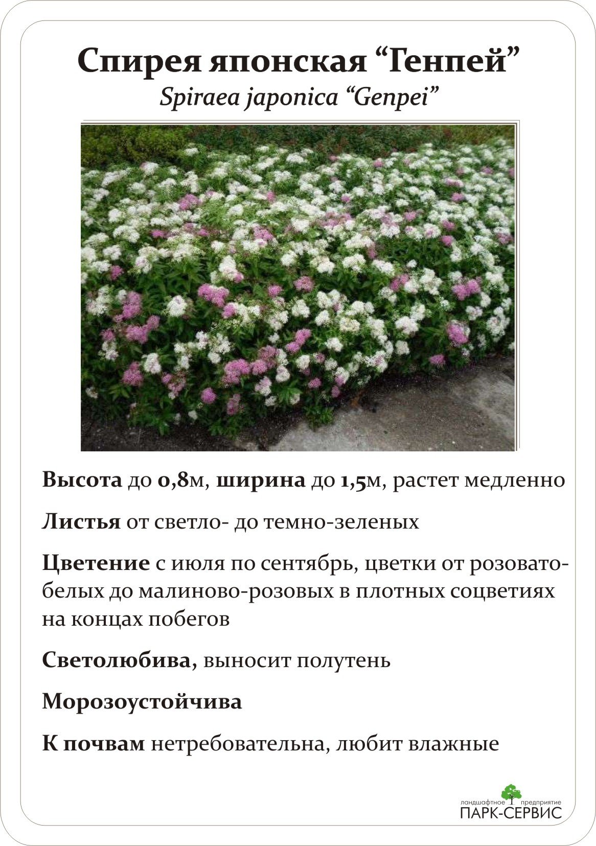 Спирея Широбана