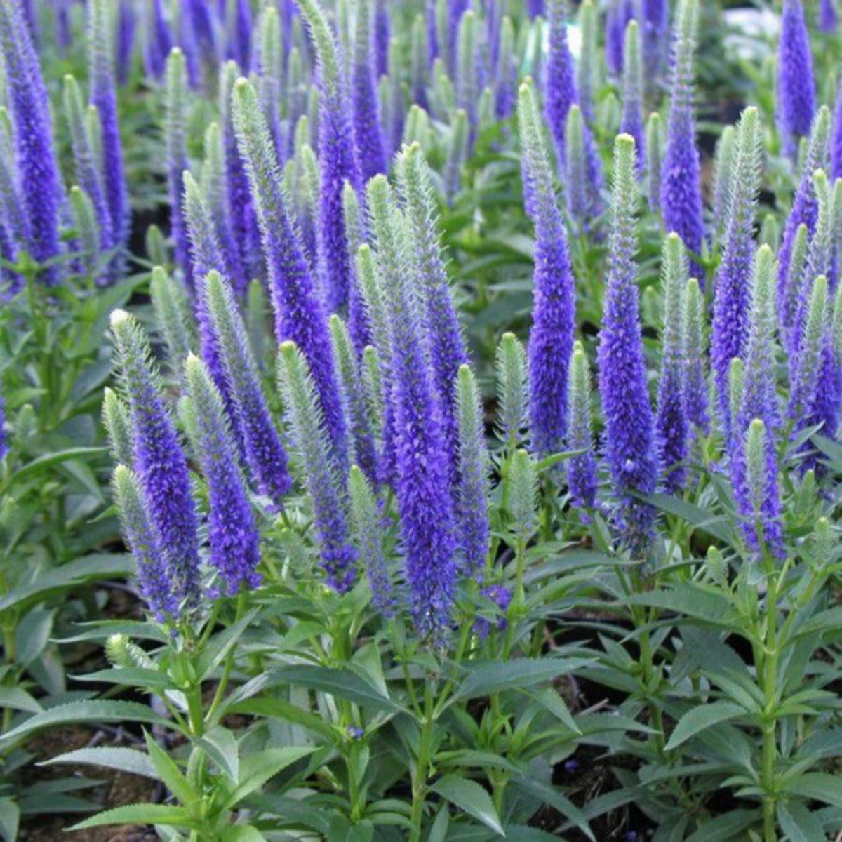 Вероника Ulster Dwarf Blue