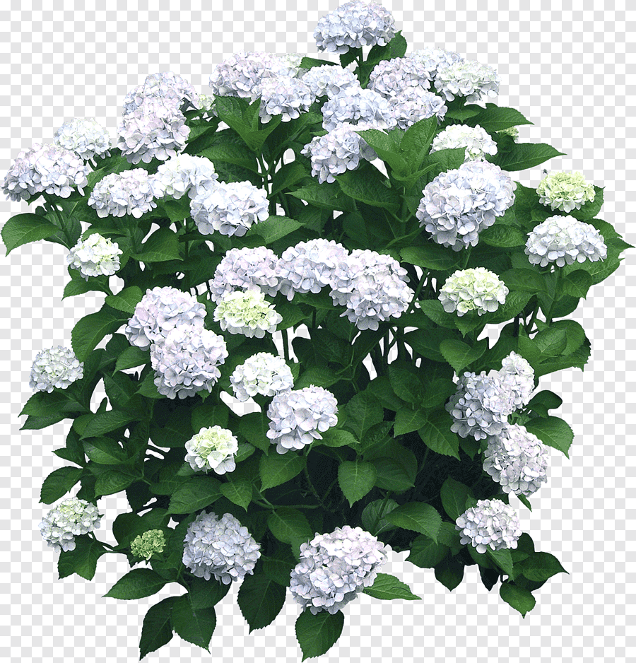 Цветочный кустарник гортензия