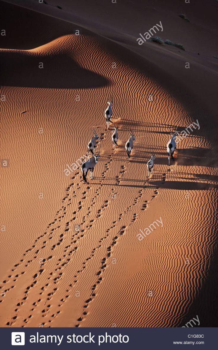 Michael poliza: Namibia