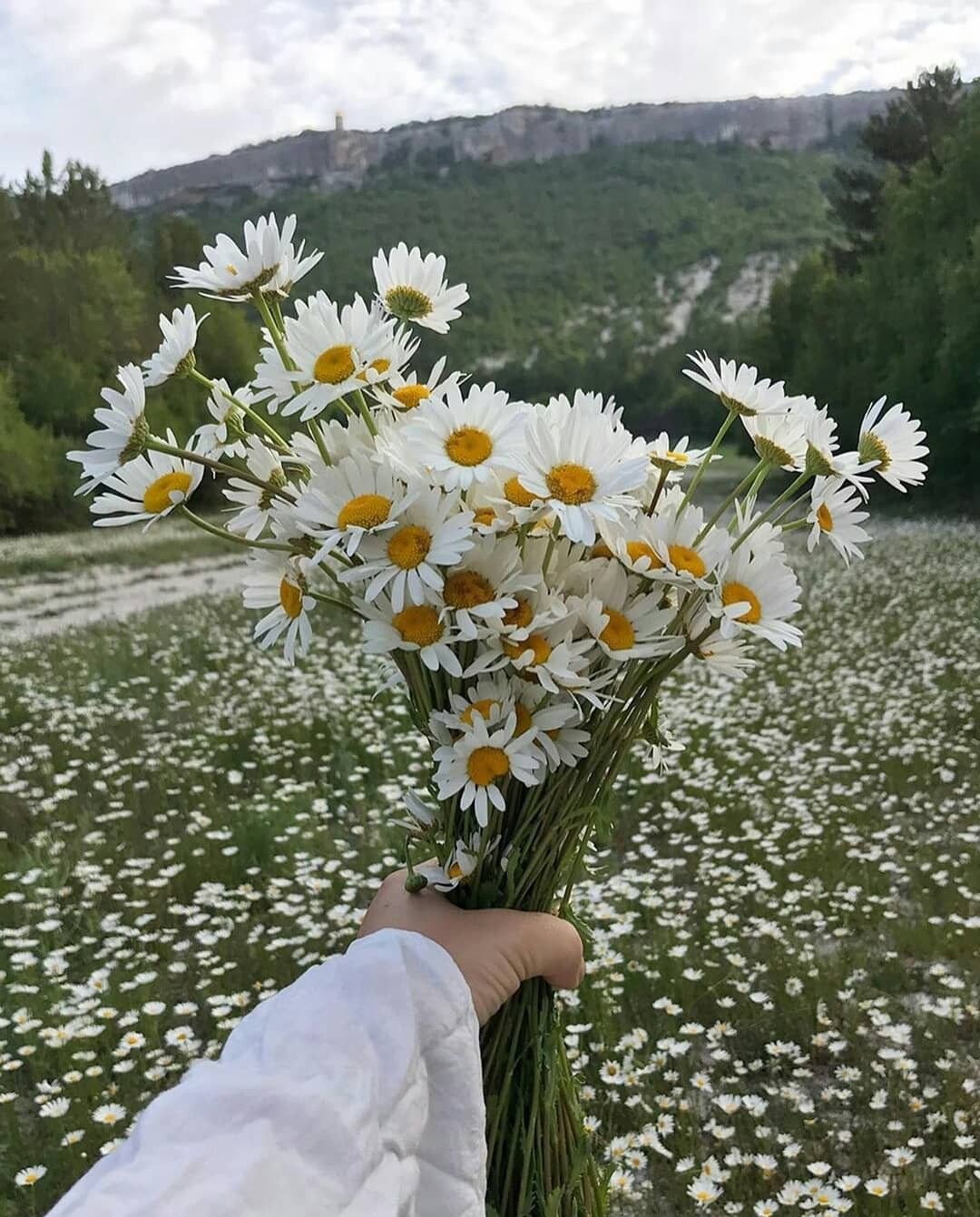 Ромашки белые цветы