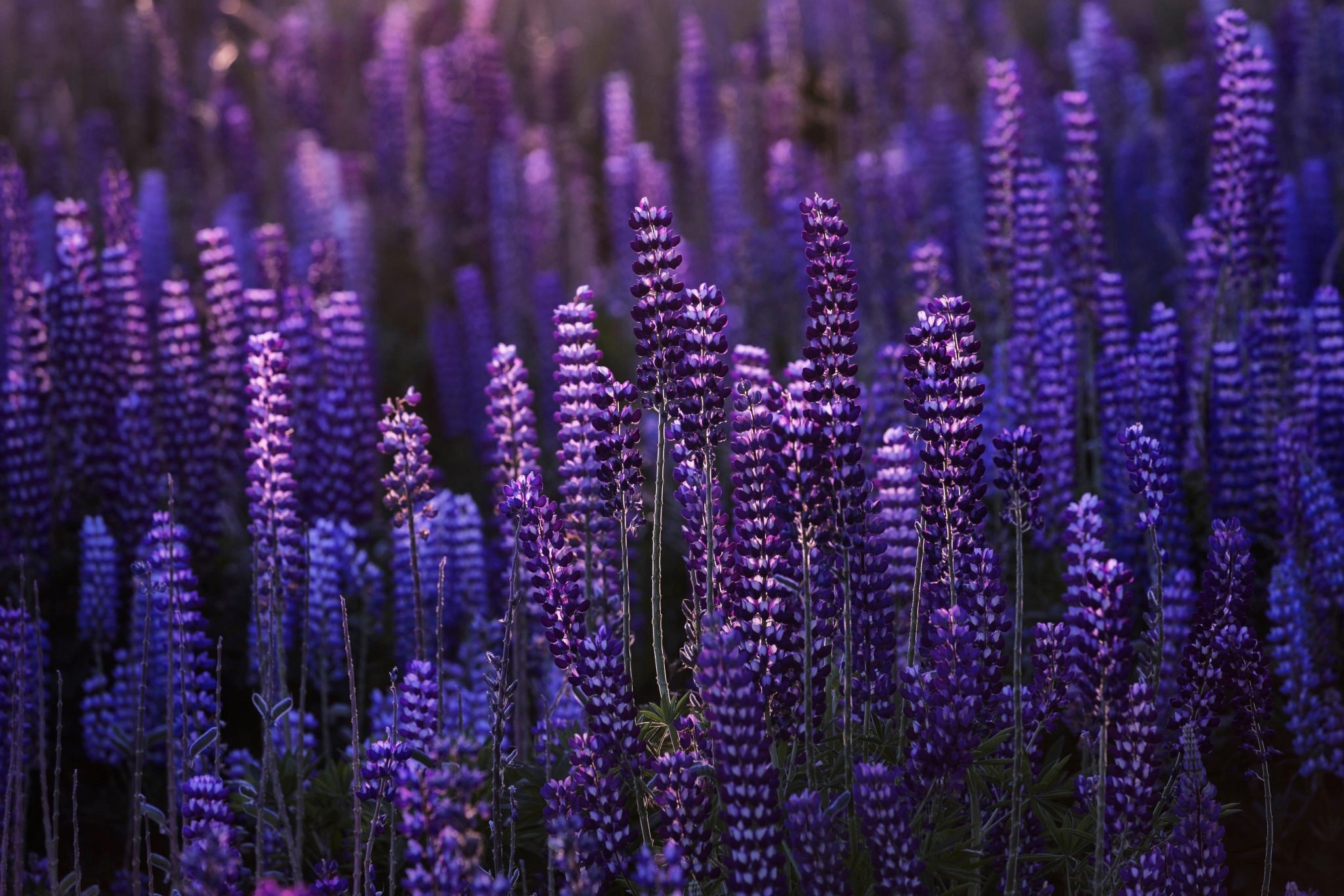 Растение с длинными фиолетовыми цветами - 72 фото