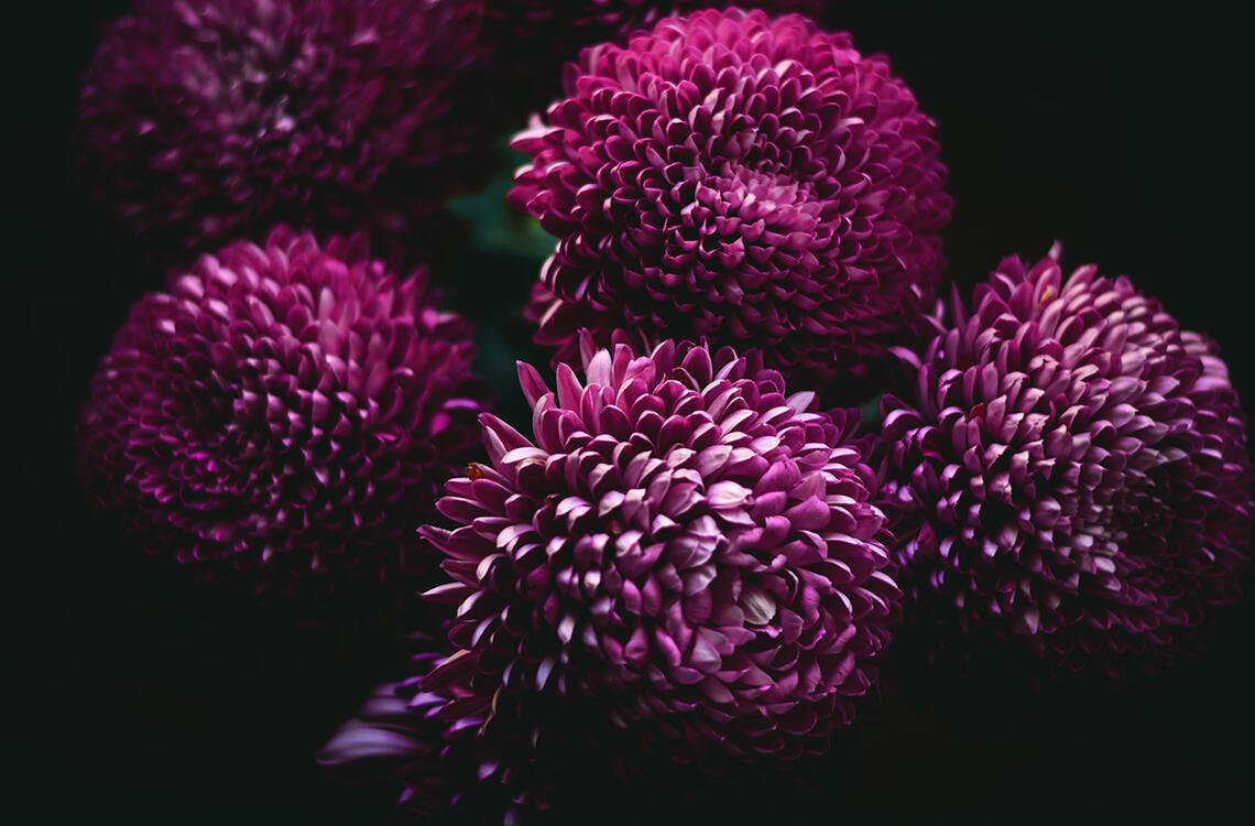 Хризантема Bigoudi Purple
