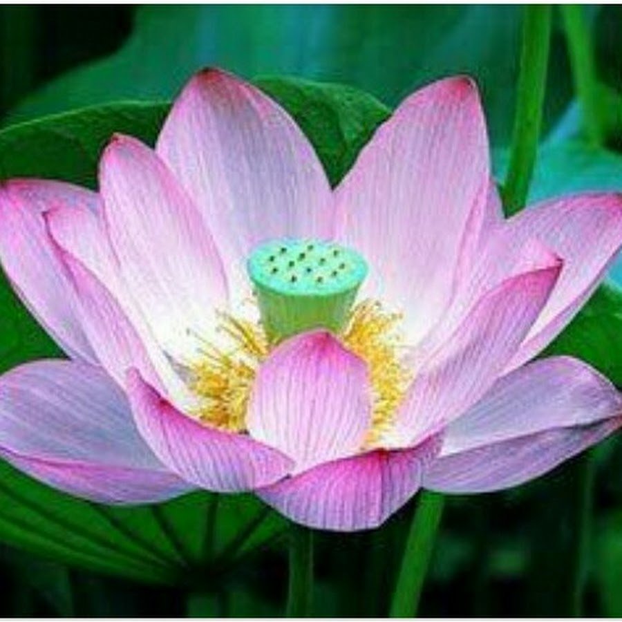 Лотос орехоносный Nelumbo nucifera