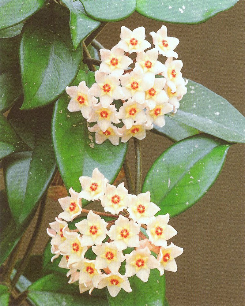 Хойя SP.Bella
