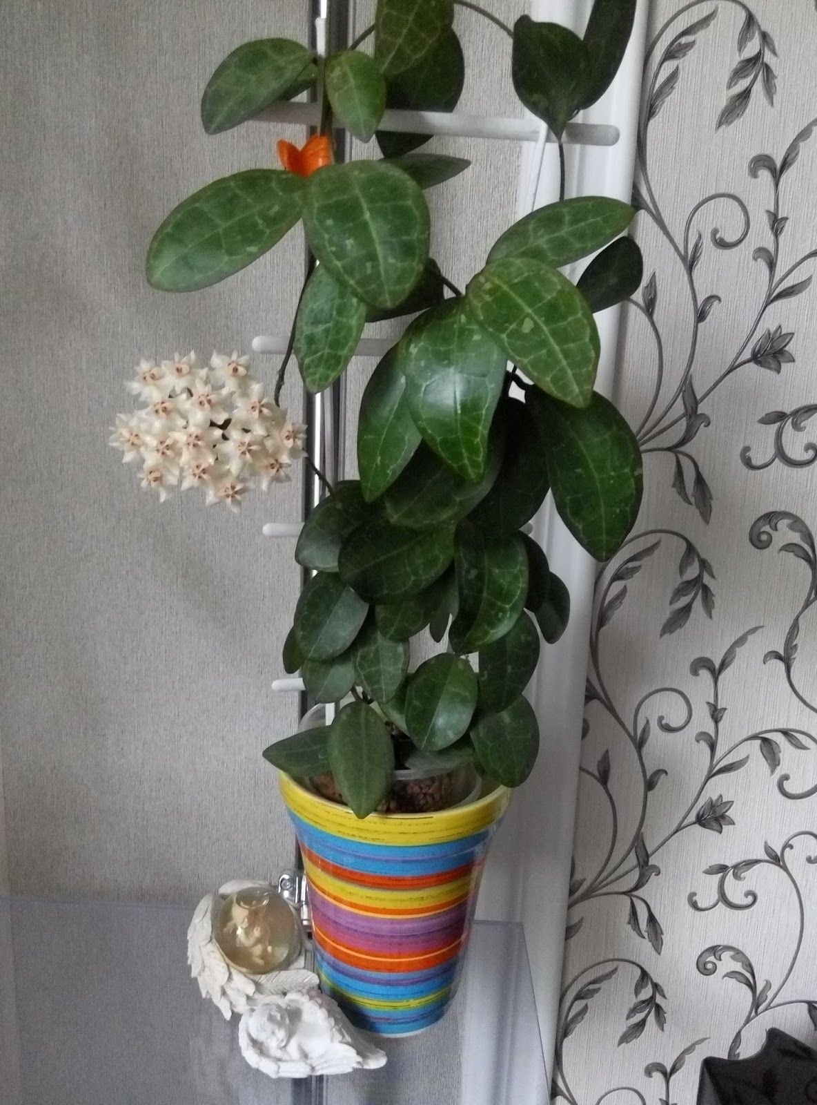 Хойя elliptica Splash