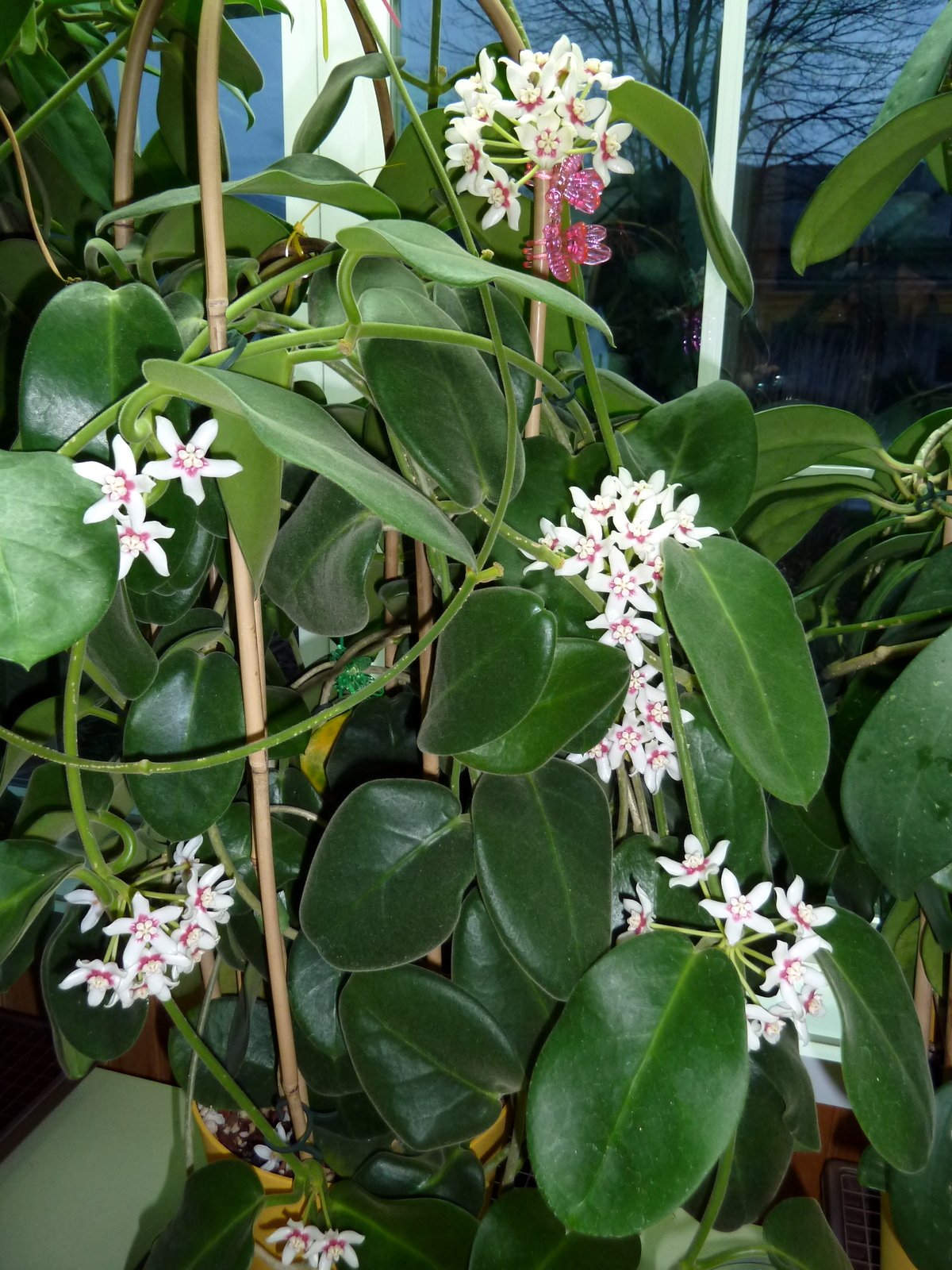 Hoya Каличина