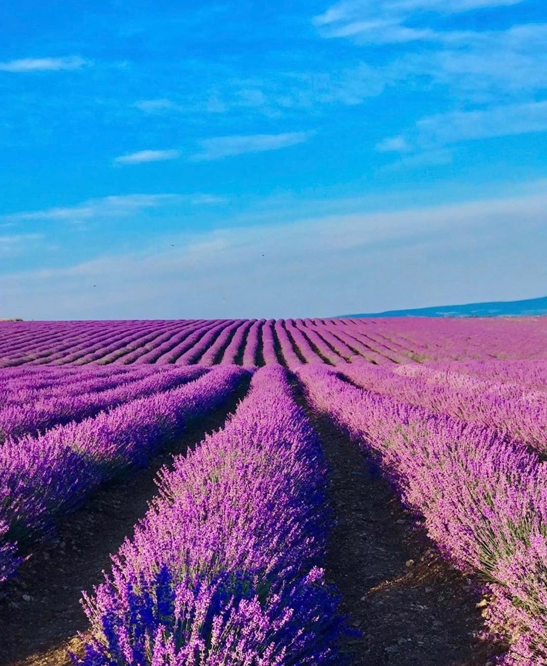 Лаванда в Крыму