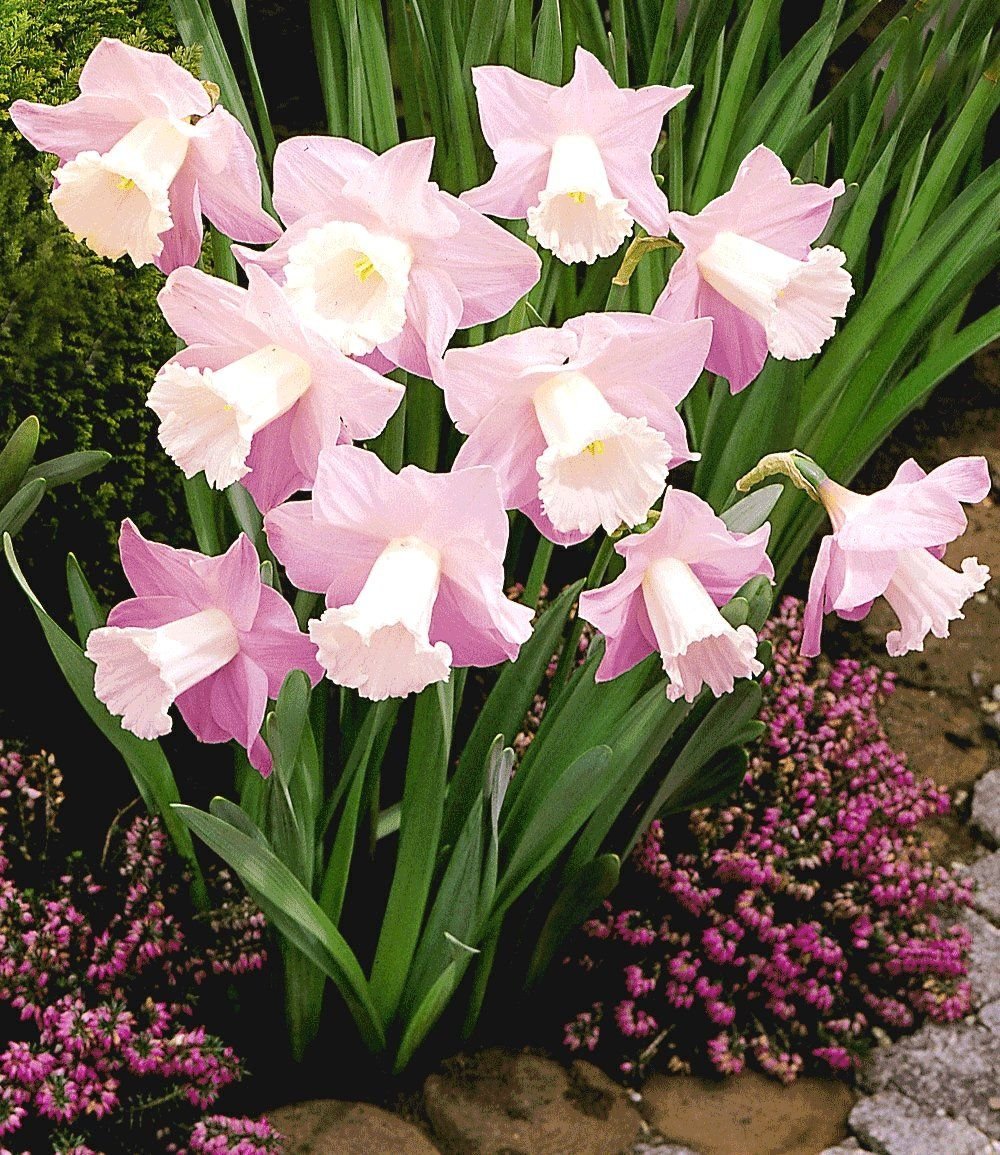 Нарцисс Rosa Trompete