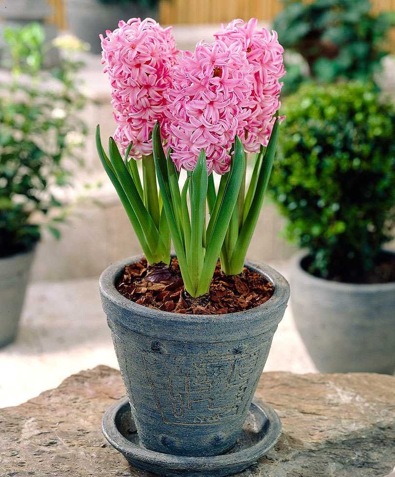 Гиацинт Восточный Pink Pearl