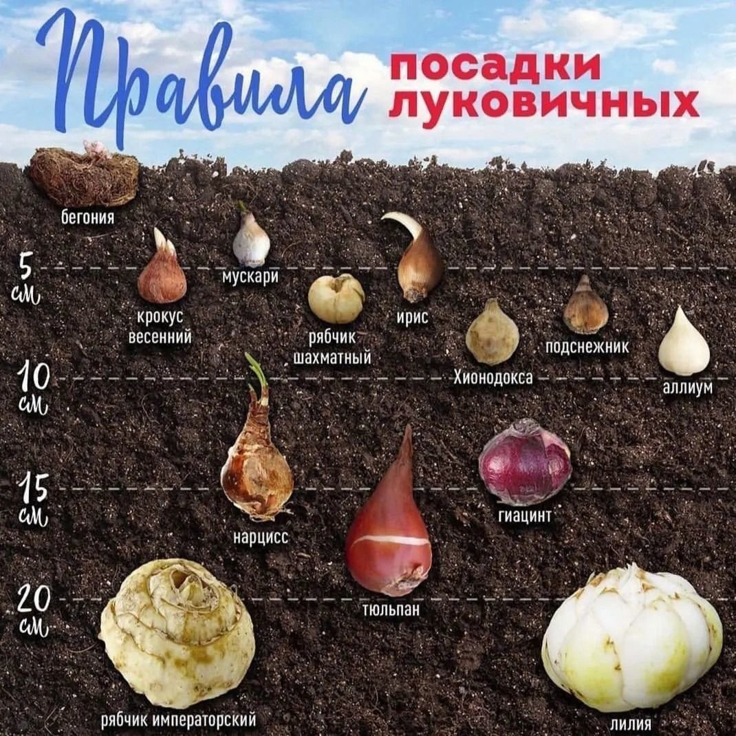 Глубина посадки луковичных цветов таблица