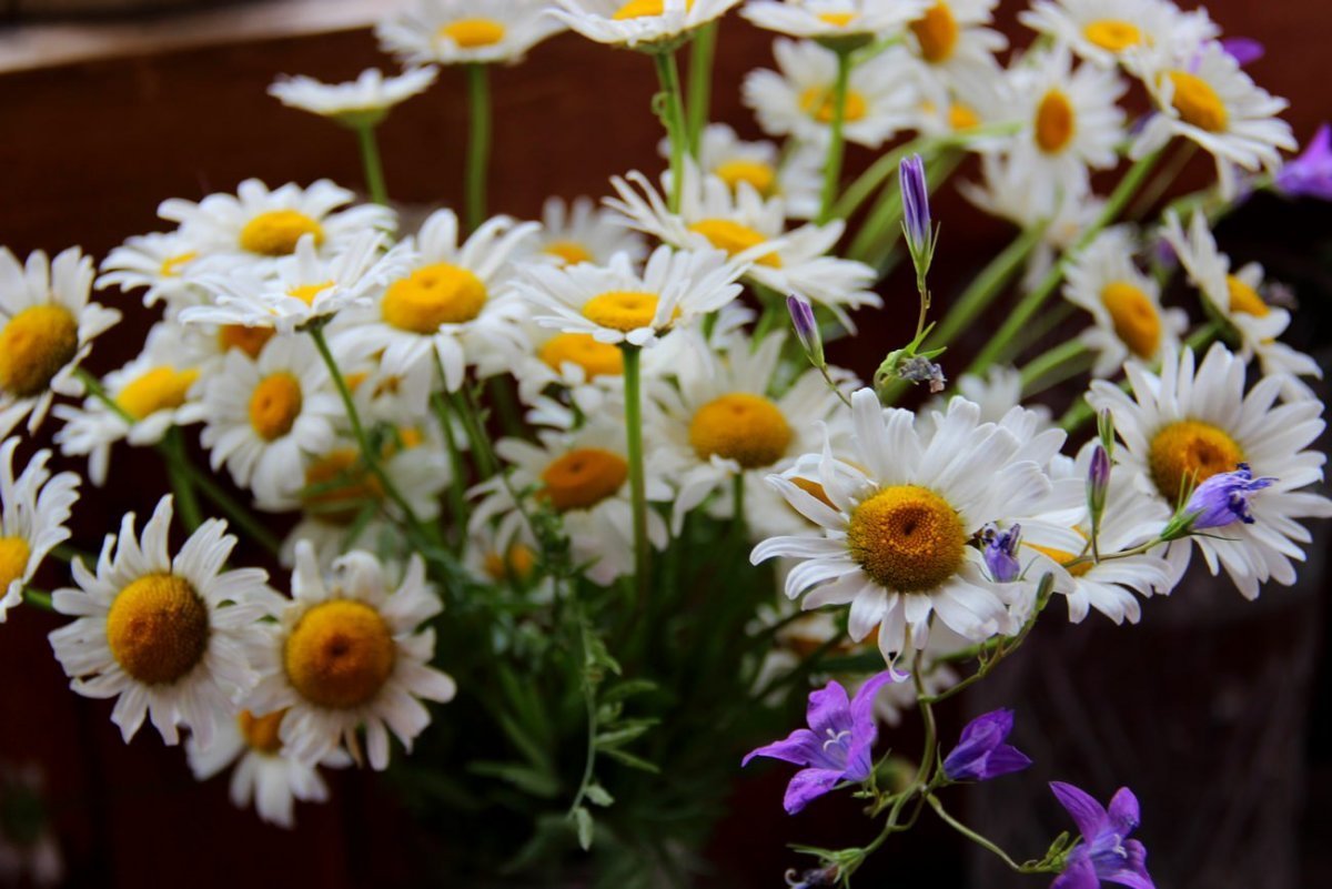 Красивые ромашки фото хорошего качества