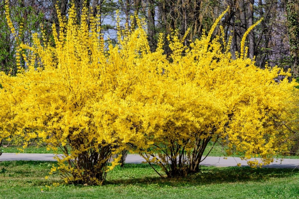 Из 10 форзиция (Forsythia x Intermedia)