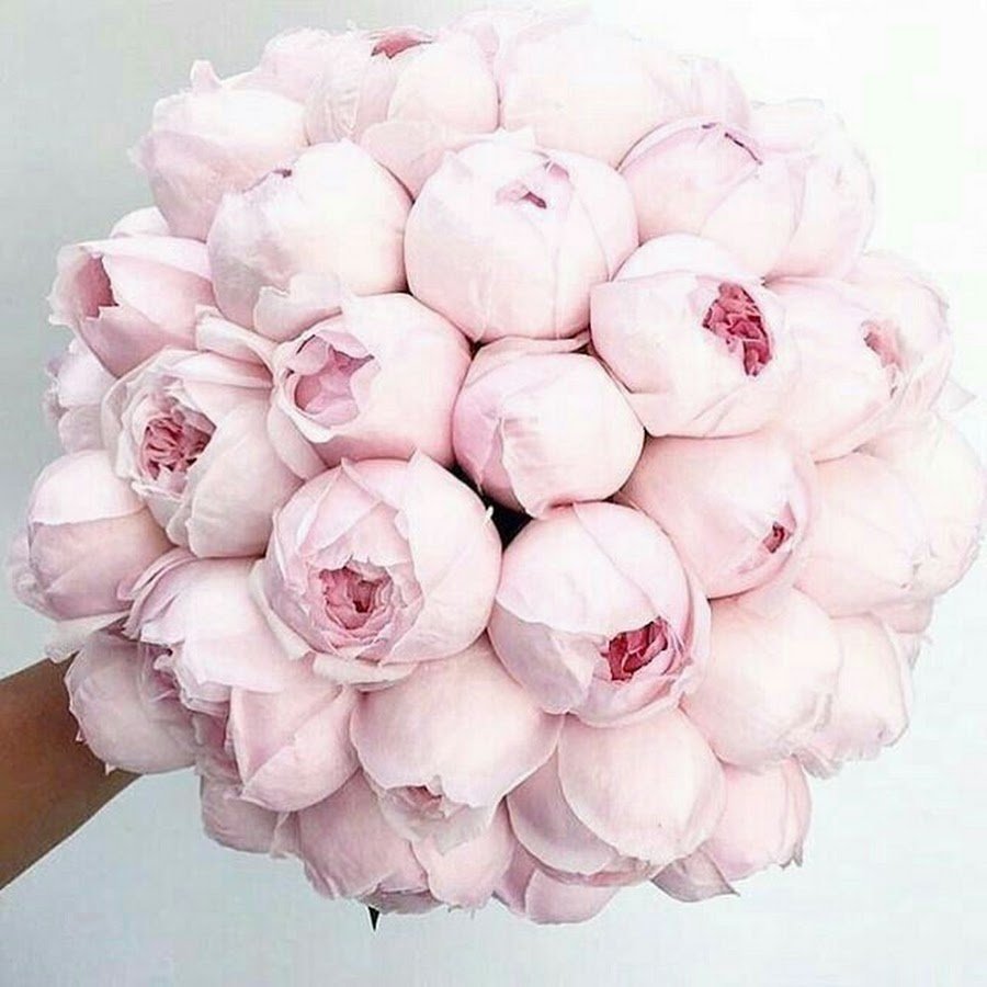 Пионовидная роза Peony Pink