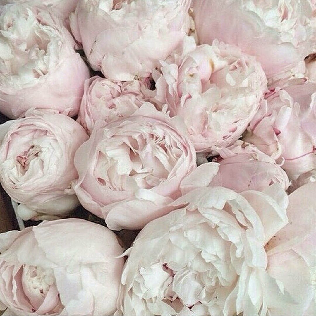 Пионовидная роза Peony Pink