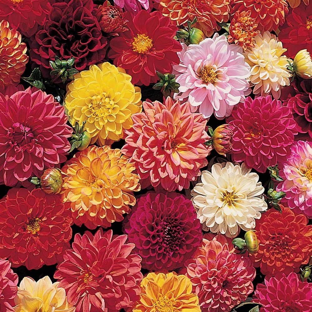 Георгина Dahlia variabilis